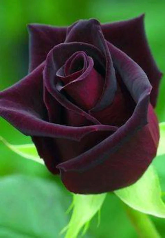 Deep Red Rose Flower seeds for Planting - Garden Favorite, Heirloom & GMO Free Seeds for Home Garden
Sale seeds for home garden