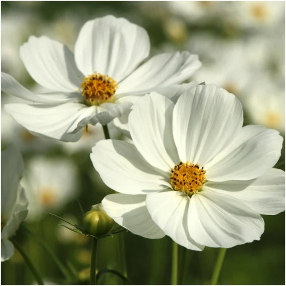 White Cosmos Flower seeds for Planting - Sun Loving, Heirloom & GMO Free Seeds for Home Garden