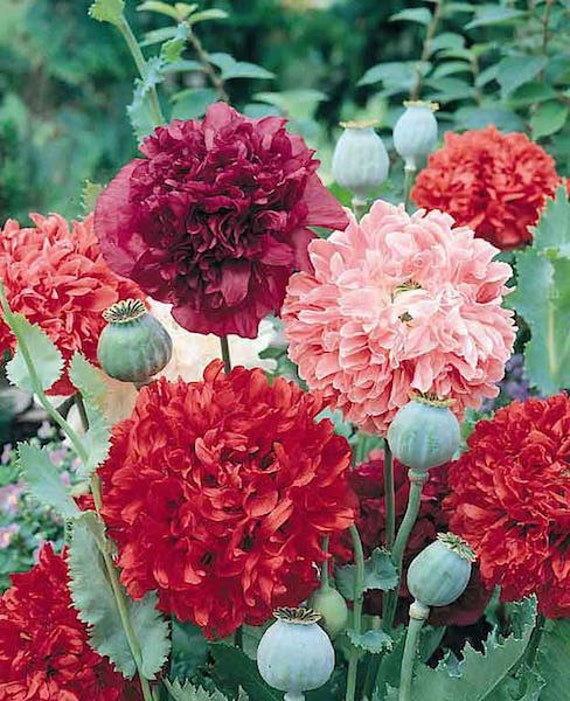 Double Peony Paeonia lactiflora for planting in flower bed