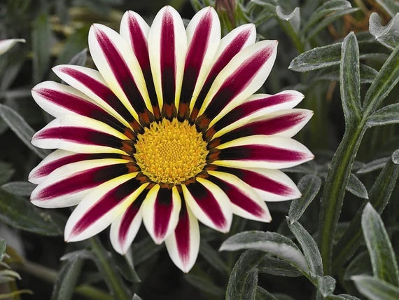 Purple Gazania Flower seeds for Planting - Shade Tolerant, Heirloom & GMO Free Seeds for Home Garden