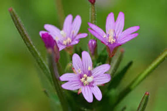 Epilobium Flower seeds for Planting - Bright Blooms, Heirloom & GMO Free Seeds for Home Garden