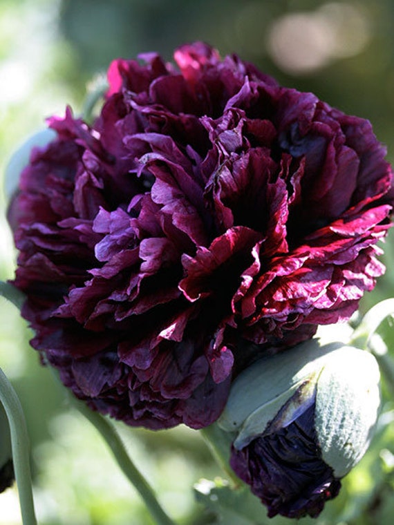 Double Peony Paeonia lactiflora Flower Seeds for Planting in Flower Bed & Garden