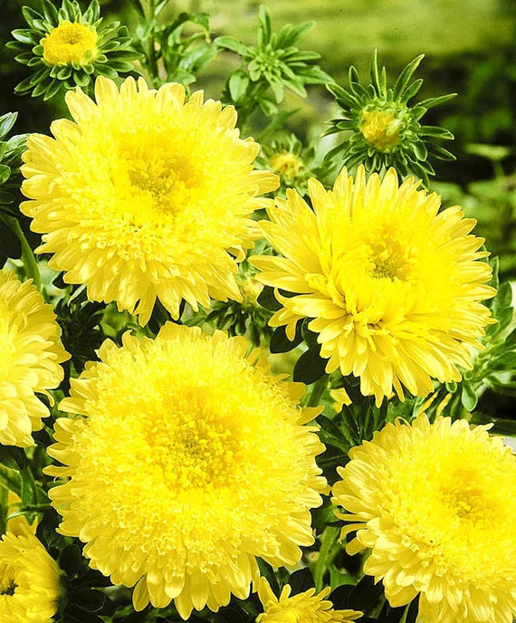 Dark Yellow China Aster Flower Seeds for Planting Premium Quality Heirloom & GMO Free Seeds for Home Garden
Sale