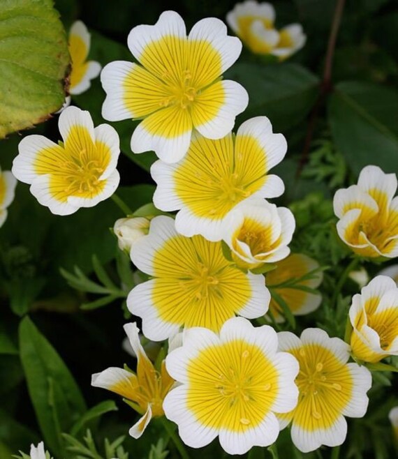 Yellow White Limnanthes Douglasii Flower seeds for Planting - Drought Tolerant, Heirloom & GMO Free Seeds for Home Garden