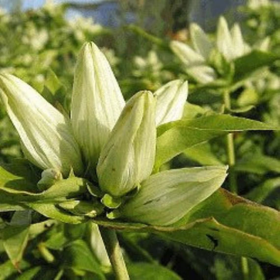 Cream Gentiana Flower seeds blooming in flower beds, containers, borders, and pollinator-friendly gardens