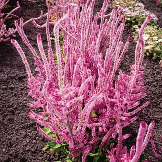 Violet Lepismium Flower seeds for Planting - Hardy Variety, Heirloom & GMO Free Seeds for Home Garden