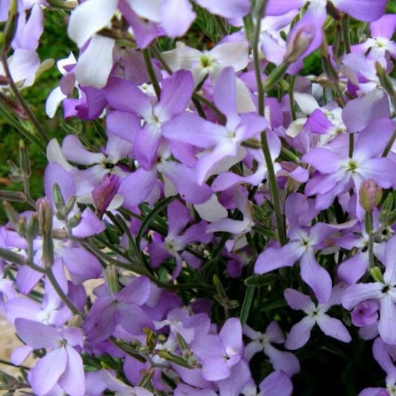 Purpur Stock Matthiola Abend oder Nacht Seed for Plantings for Planting for Fragrant, Purple Blooms Heirloom Non-GMO See