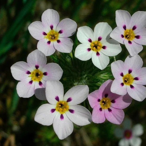 Mix Leptosiphon Flower seeds for Planting - Low Maintenance, Heirloom & GMO Free Seeds for Home Garden