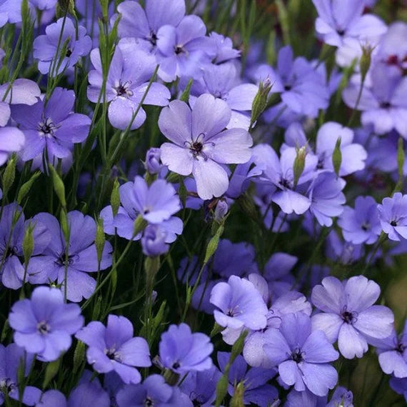 Blue Oculata Flower seeds for Planting - Bright Blooms, Heirloom & GMO Free Seeds for Home Garden