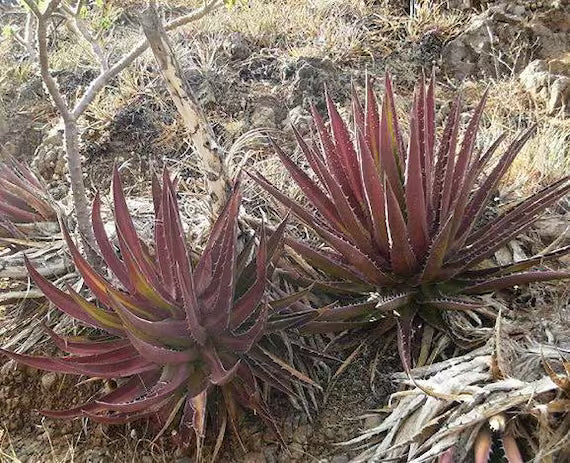 Kerchovei Agave Seeds for Planting