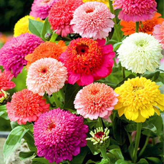 Heirloom Scabiosa Flower seeds blooming in flower beds, containers, borders, and pollinator-friendly gardens