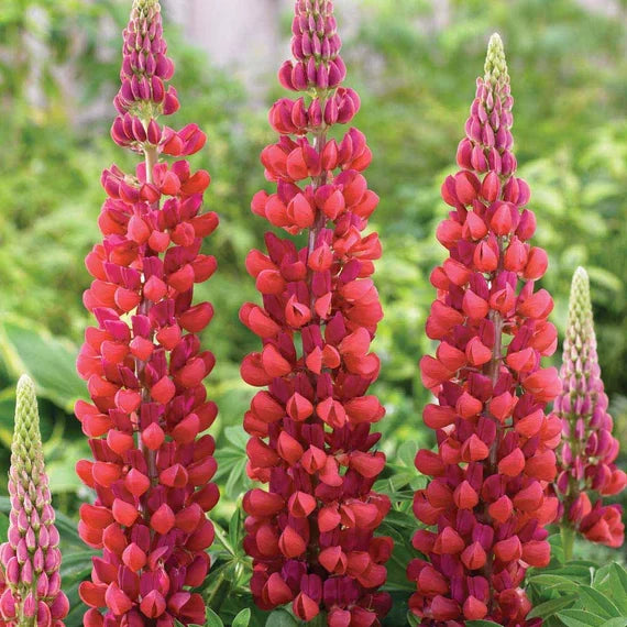 Lupine Red Flower seeds for Planting - Easy to Grow, Heirloom & GMO Free Seeds for Home Garden