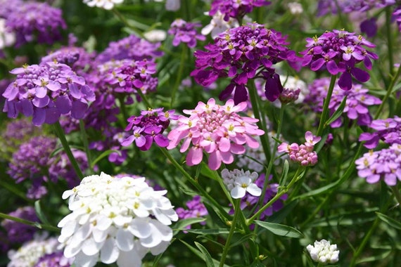 Purple & Pink Iberis Candytuft Mix Seed for Plantings for Planting for Stunning Garden Color Heirloom Non-GMO Seeds