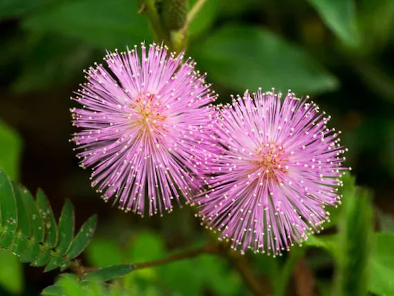 Mimosa Pudica, Touch me not, Lajalu, Sensitive Plant seeds for Planting - Cut Flower Favorite, Heirloom & GMO Free Seeds