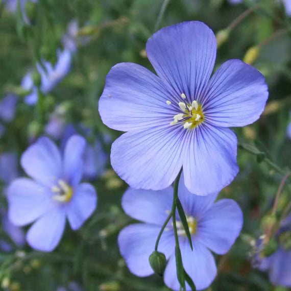 Blue Linum Flower seeds for Planting - Cut Flower Favorite, Heirloom & GMO Free Seeds for Home Garden