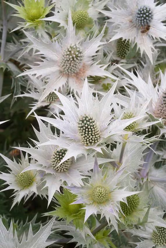 w seeds for Planting - Fragrant Blossoms, Heirloom & GMO Free Seeds for Home Garden