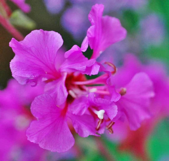 Purple Elegant Clarkia Flower seeds blooming in flower beds, containers, borders, and pollinator-friendly gardens