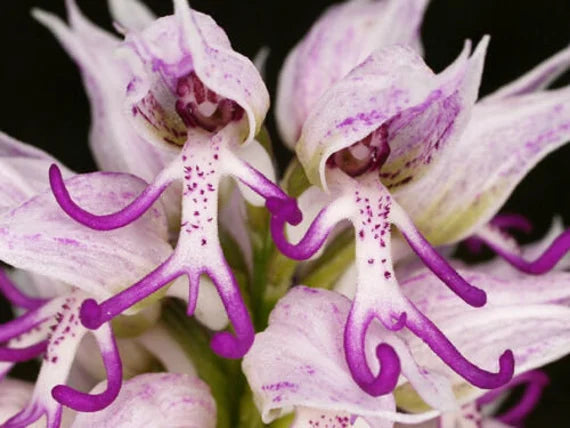 White Man Orchid Flower seeds for Planting - Low Maintenance, Heirloom & GMO Free Seeds for Home Garden