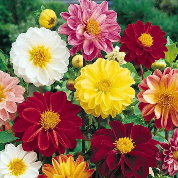 Mixed Color Flower seeds for Planting - Shade Tolerant, Heirloom & GMO Free Seeds for Home Garden