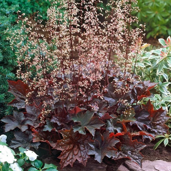 Purple Coral Bell Flower seeds blooming in flower beds, containers, borders, and pollinator-friendly gardens