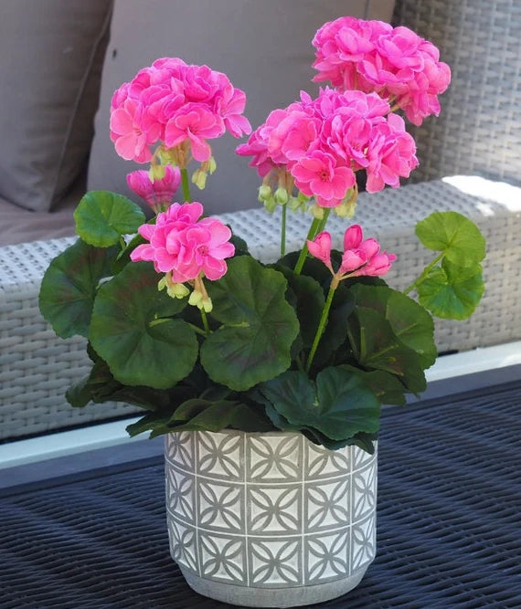 Pink Geranium Flower seeds for Planting - Garden Favorite, Heirloom & GMO Free Seeds for Home Garden