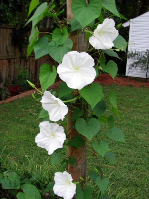 Moon Flower seeds for Planting - Seasonal Bloomer, Heirloom & GMO Free Seeds for Home Garden