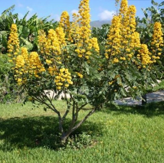 Candelabra Bush Flowering Plant Euphorbia spp. Seeds for Planting in Flower Bed