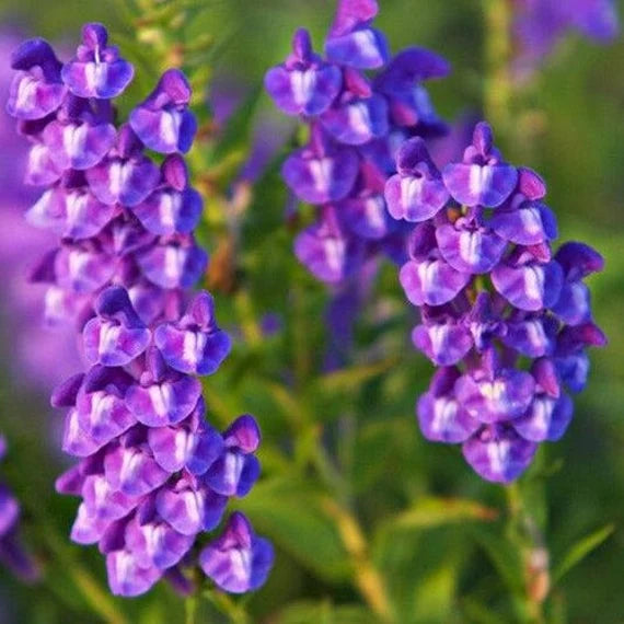 Chinese Skullcap Flower seeds for Planting - Garden Favorite, Heirloom & GMO Free Seeds for Home Garden
Sale seeds for home garden