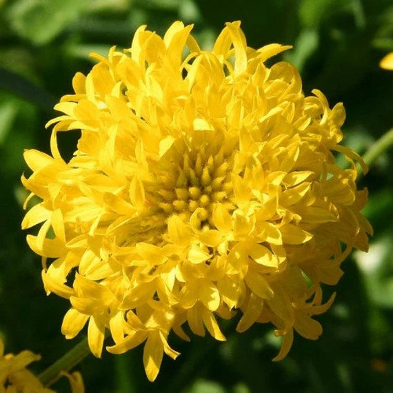 Mixed Gaillardia Lorenziana Flower seeds for Planting - Long Bloom Season, Heirloom & GMO Free Seeds for Home Garden