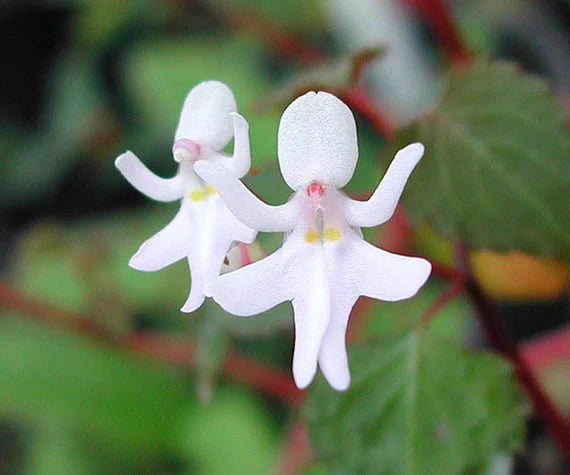 Baby Face Orchid Flower seeds for Planting - Perfect for Borders, Heirloom & GMO Free Seeds for Home Garden