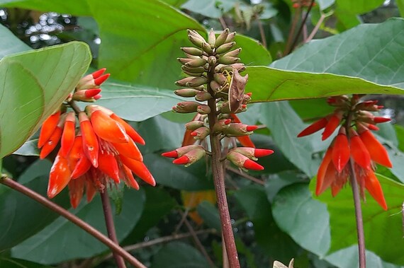 Orange Green Erythrina Flower seeds blooming in flower beds, containers, borders, and pollinator-friendly gardens