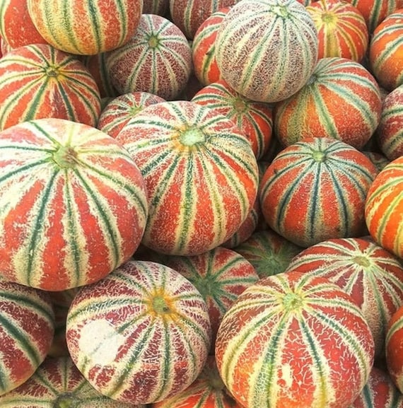 Sweet Melon Fruit Cucumis melo Seeds for Planting in Vegetable Patch & Garden