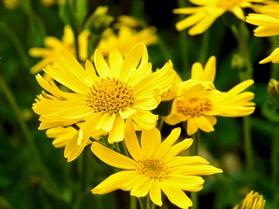 Yellow Mountain Arnica Flower seeds for Planting - Garden Favorite, Heirloom & GMO Free Seeds for Home Garden