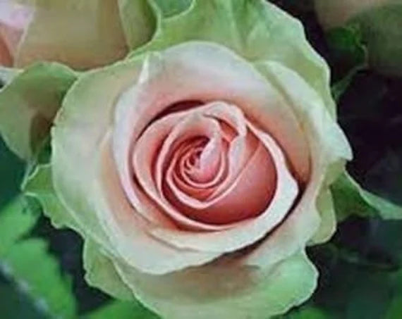 Green Pink Rose Heirloom Flower seeds blooming in flower beds, containers, borders, and pollinator-friendly gardens