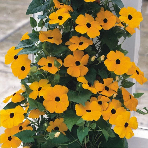 Susan Flower seeds for Planting - Drought Tolerant, Heirloom & GMO Free Seeds for Home Garden
