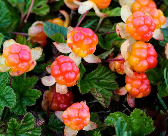 Rare Cloudberry Seeds for Planting