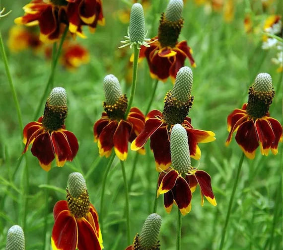 Ratibida Columnifera Flower seeds for Planting Garden Favorite Heirloom & GMO Free Seeds for Home Garden