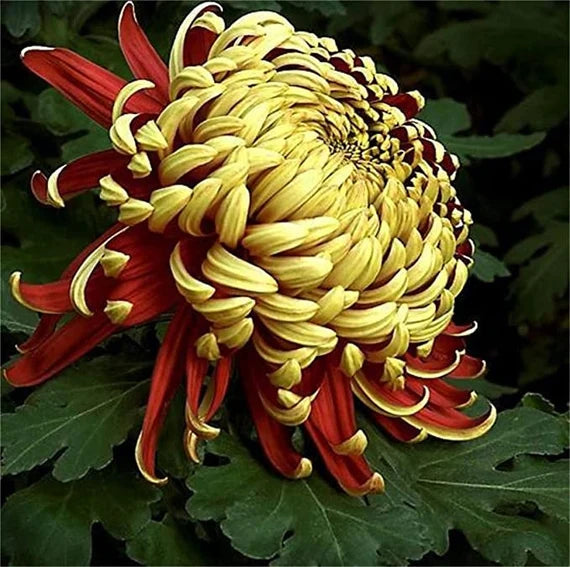 Yellow Red Chrysanthemum Flower seeds for Planting - Seasonal Bloomer, Heirloom & GMO Free Seeds for Home Garden