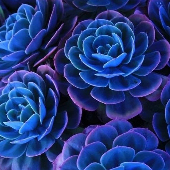 Dark Blue Nopalxochia Flower seeds for Planting Seasonal Bloomer Heirloom & GMO Free Seeds for Home Garden
Sale for planting in home garden