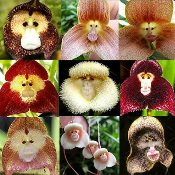 Monkey Face Pink Flower seeds for Planting - Cut Flower Favorite, Heirloom & GMO Free Seeds for Home Garden