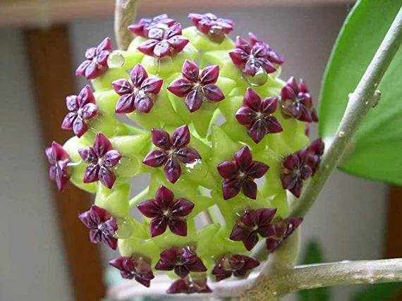 Sea Green Hoya Flower seeds for Planting Compact Growth Heirloom & GMO Free Seeds for Home Garden
Sale