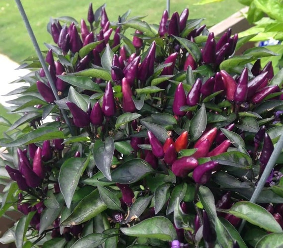 Explosive Ember Pepper Seeds for Spicy, Fiery Peppers