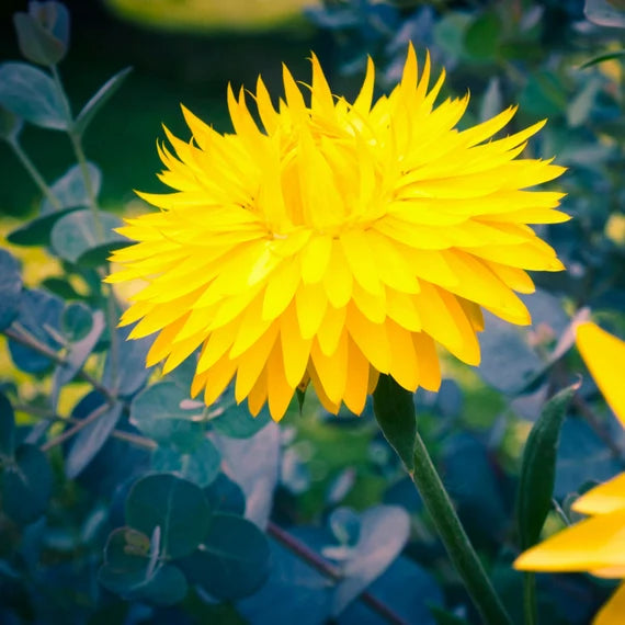 Yellow StrawFlower seeds for Planting - Garden Favorite, Heirloom & GMO Free Seeds for Home Garden