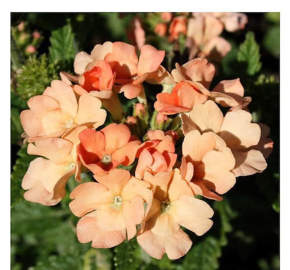 Peach Verbena Didyma Flower seeds for Planting - Sun Loving, Heirloom & GMO Free Seeds for Home Garden