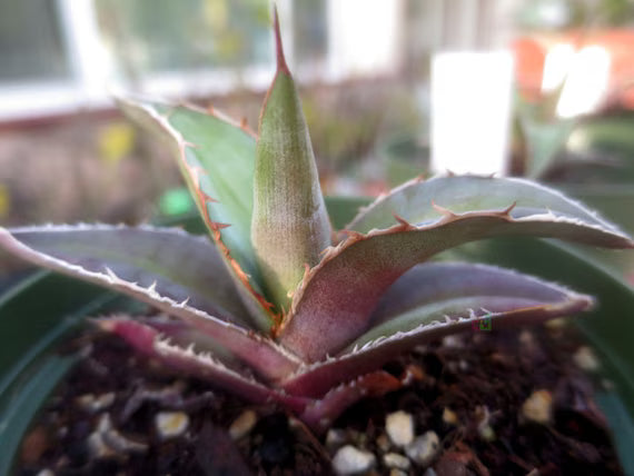 Kerchovei Agave Seeds for Planting