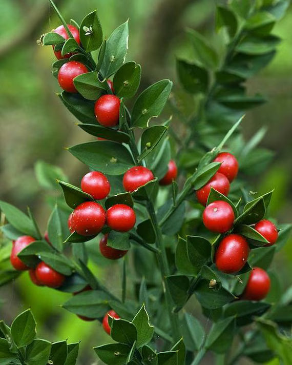 Ruscus Fruit Seeds for Planting: Grow Your Own Unique Berries!