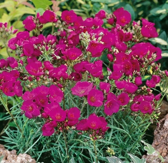 Portulak Rock Ruby Tuesday Seed for Plantings for Planting for Colorful, Nutritious Greens Heirloom Non-GMO Seeds