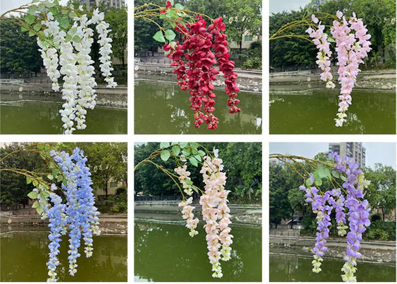 MultiColored Wisteria Flower seeds blooming in flower beds, containers, borders, and pollinator-friendly gardens