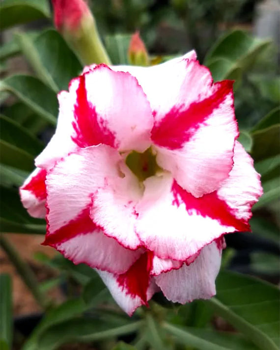 Pink White Adenium Obesum Flower seeds for Planting - Vibrant Colors, Heirloom & GMO Free Seeds for Home Garden