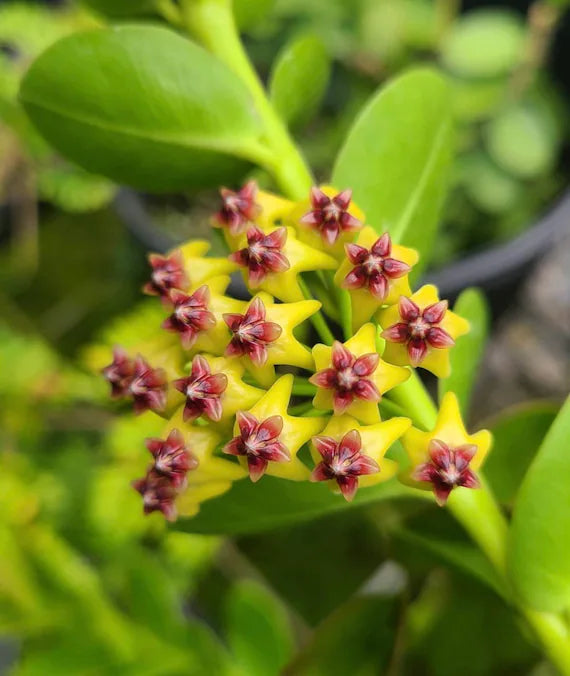 Green Maroon Hoya Flower seeds for Planting - Vibrant Colors, Heirloom & GMO Free Seeds for Home Garden